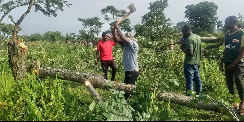 New projects are a cry for Africa’s forests