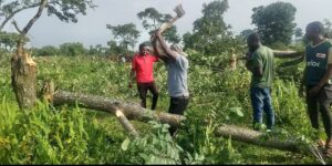 New projects are a cry for Africa’s forests