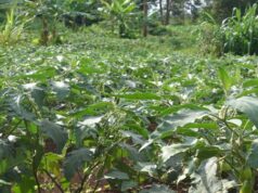 Horticulture is evidence of Groundwater’s contribution to agriculture in the Nile Basin