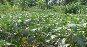 Horticulture is evidence of Groundwater’s contribution to agriculture in the Nile Basin