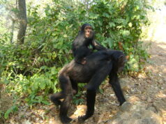 Vanishing Voices of the Forest: Tanzania’s Great Apes on the Brink of Silence