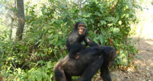 Vanishing Voices of the Forest: Tanzania’s Great Apes on the Brink of Silence