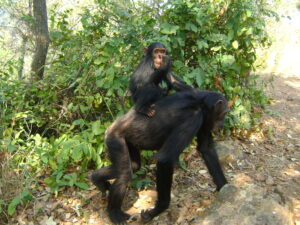 Vanishing Voices of the Forest: Tanzania’s Great Apes on the Brink of Silence